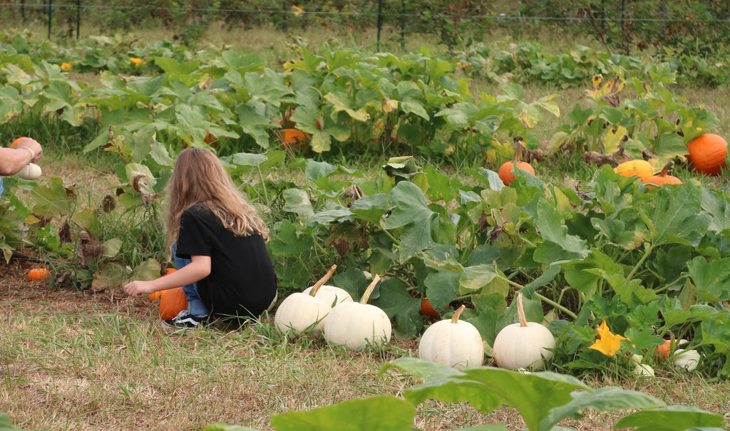 Top 10 Things to Do in Georgia This Fall